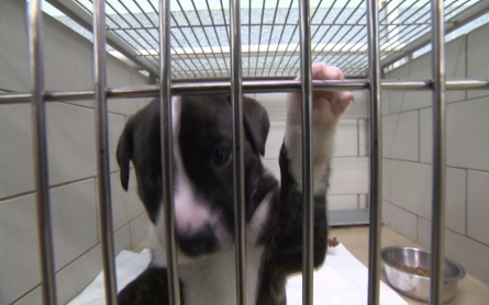 Tennessee to establish animal abuse registry